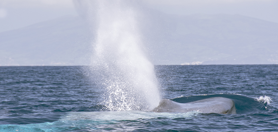 "Blue Whale - Azores"