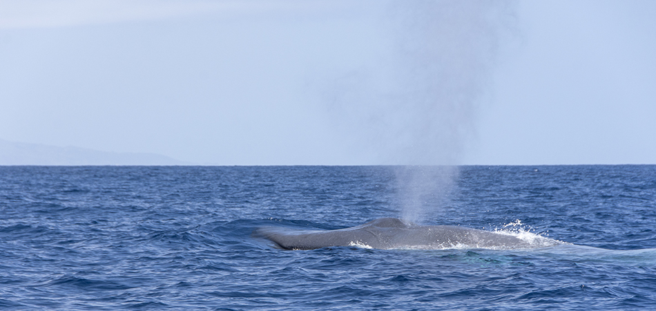 "Snowy Blue Whale - Azores"