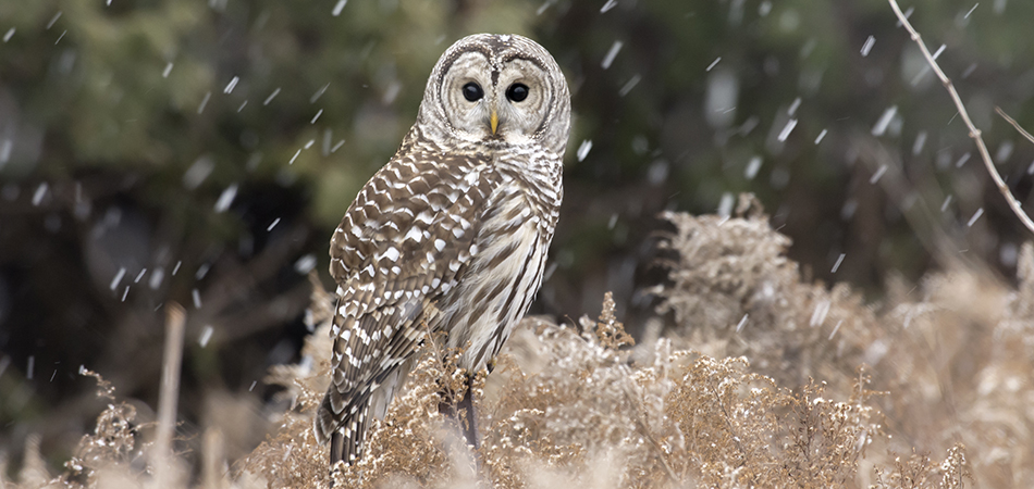 "Barred Owl - Ontario"
