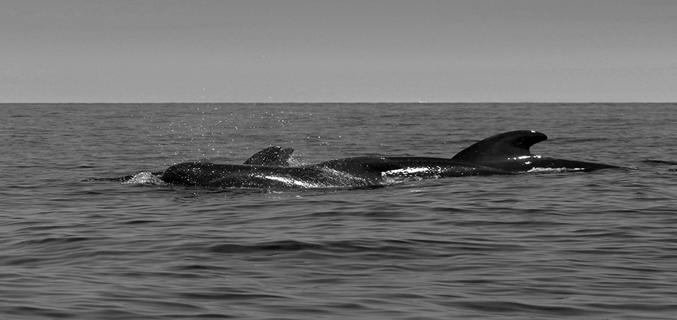 "Pilot whales - Cape Breton"