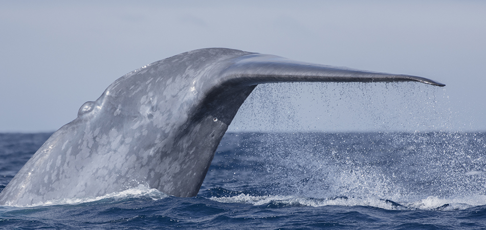 "Blue Whale - Azores"