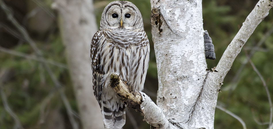 "Barred Owl - Ontario"