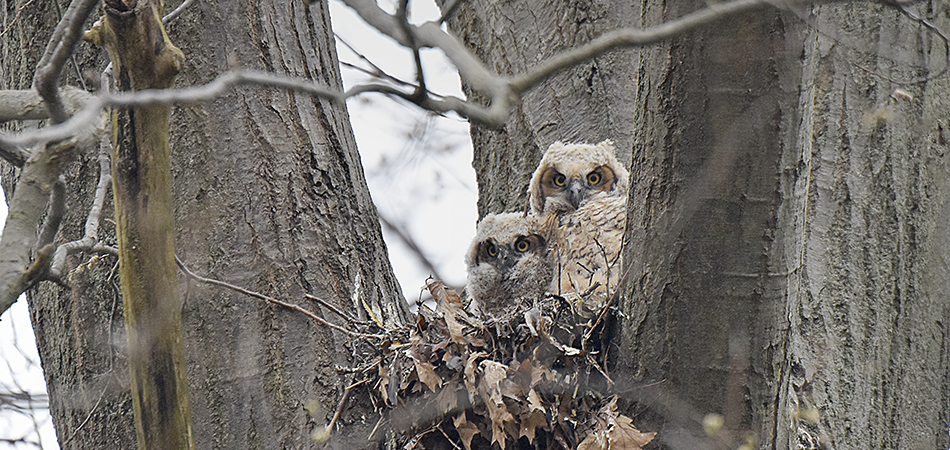 "Great Horned Owlets - Point Pelee"